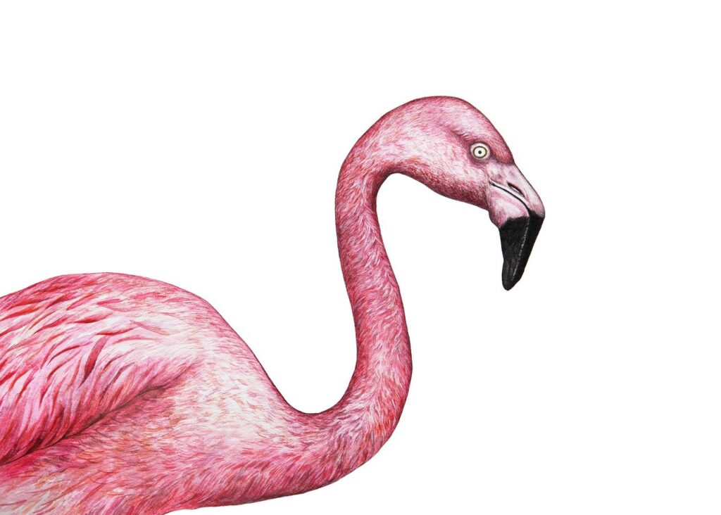 Flamingos