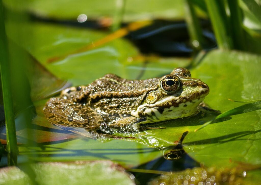 Frogs 