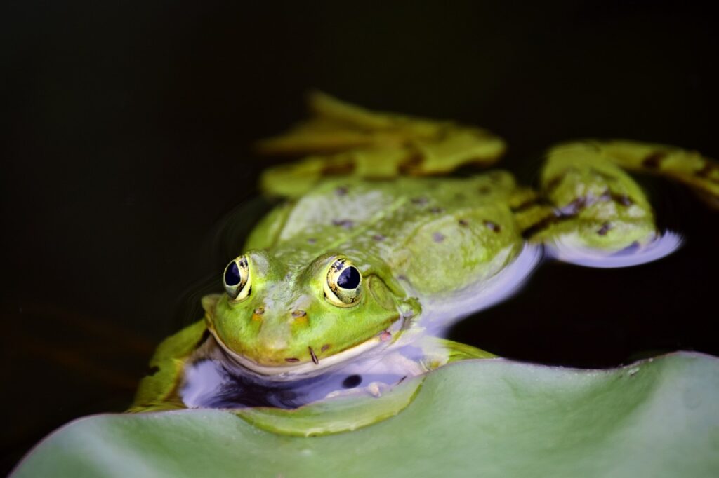 Spring Peepers