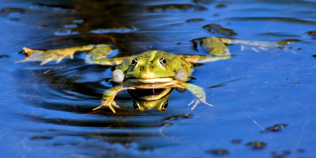 Spring Peepers