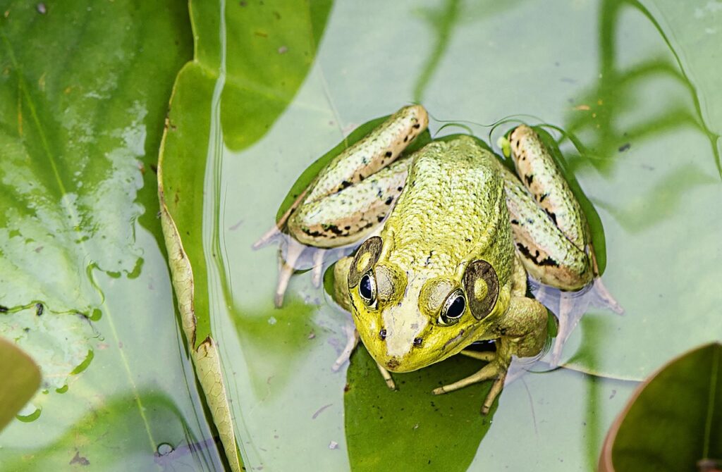 Spring Peepers