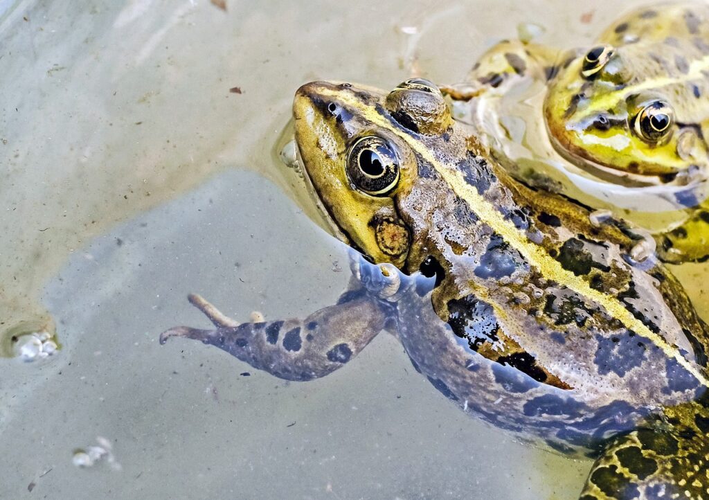 Spring Peepers