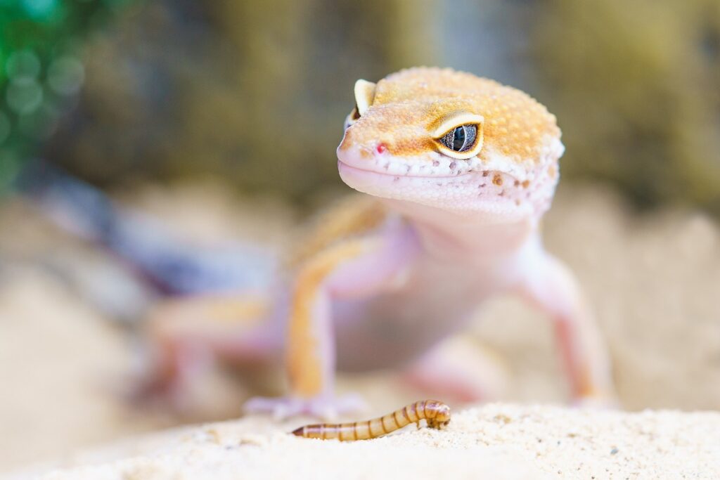 Geckos 