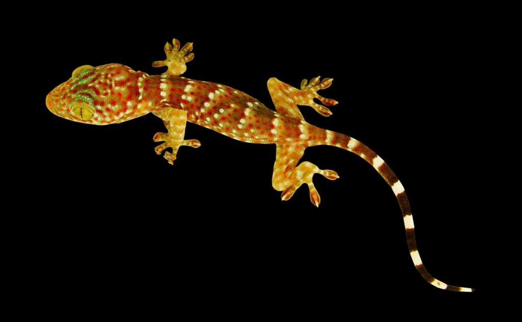 Geckos 