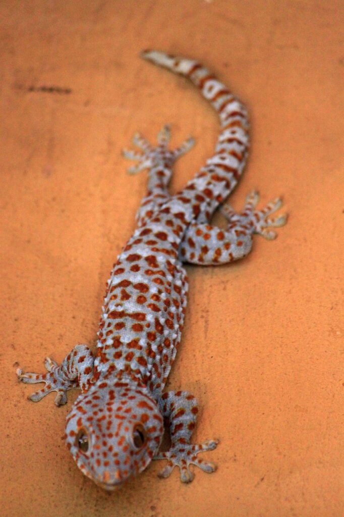 Geckos 