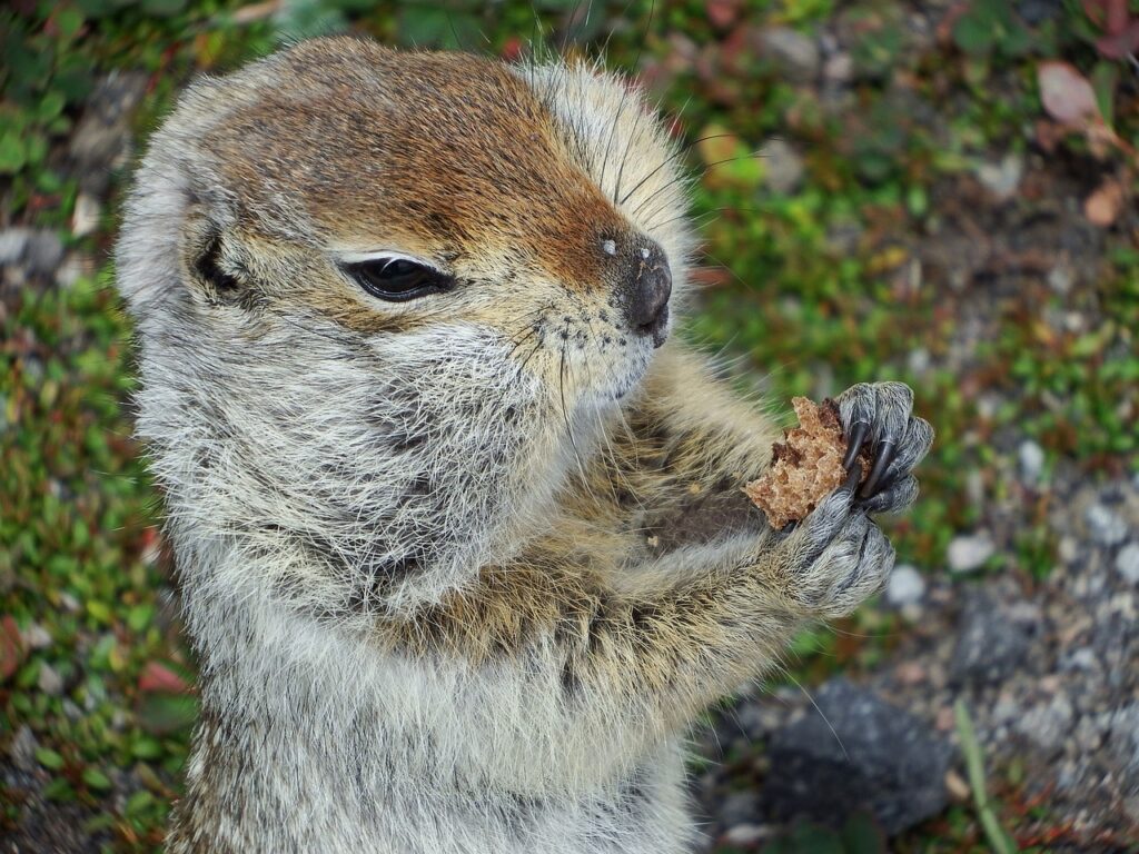 Gophers