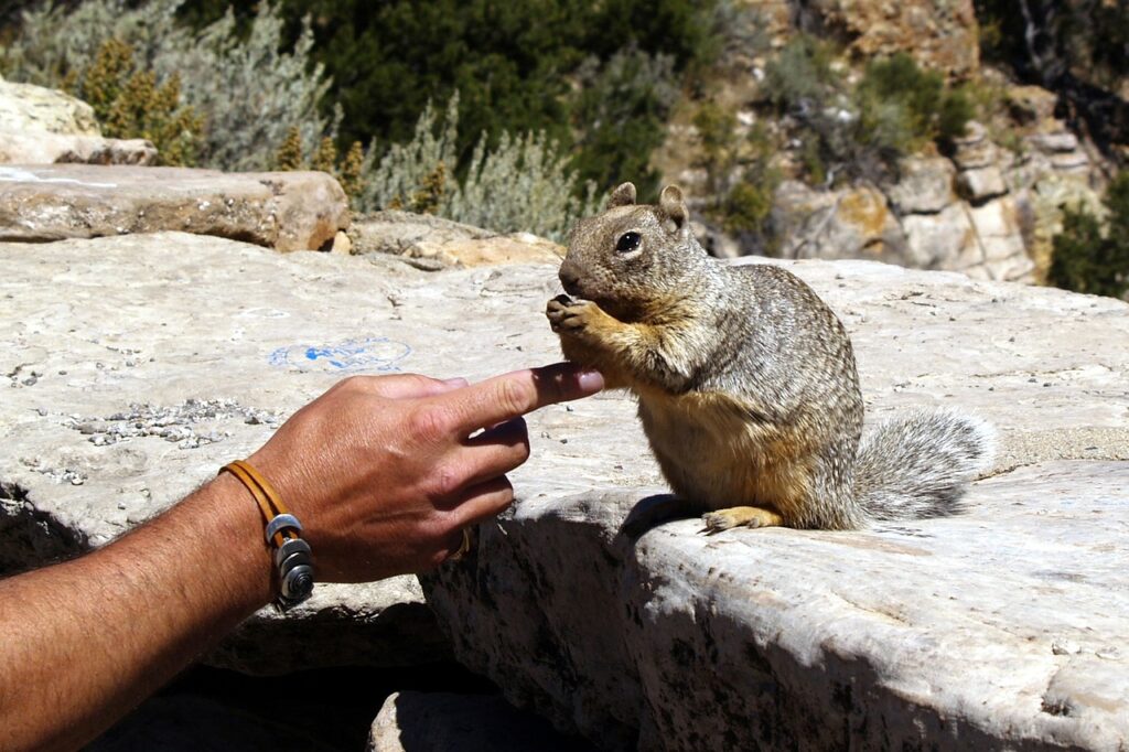 Gophers