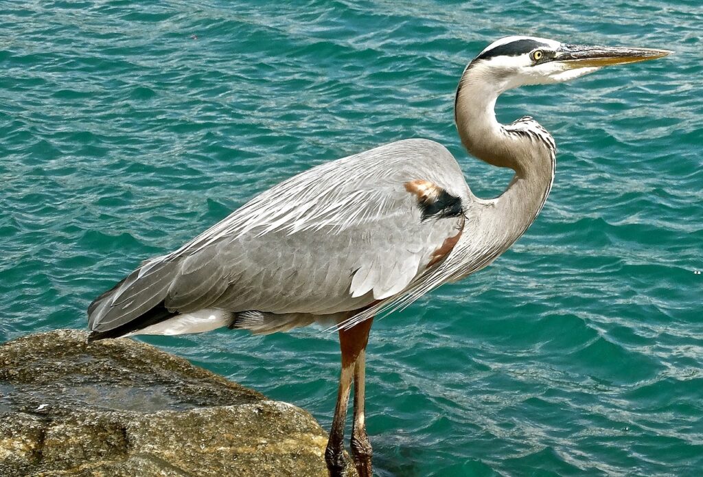 Great Blue Herons