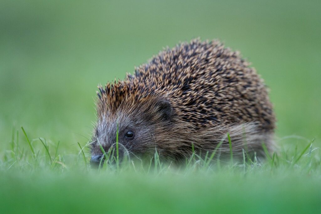 Hedgehogs