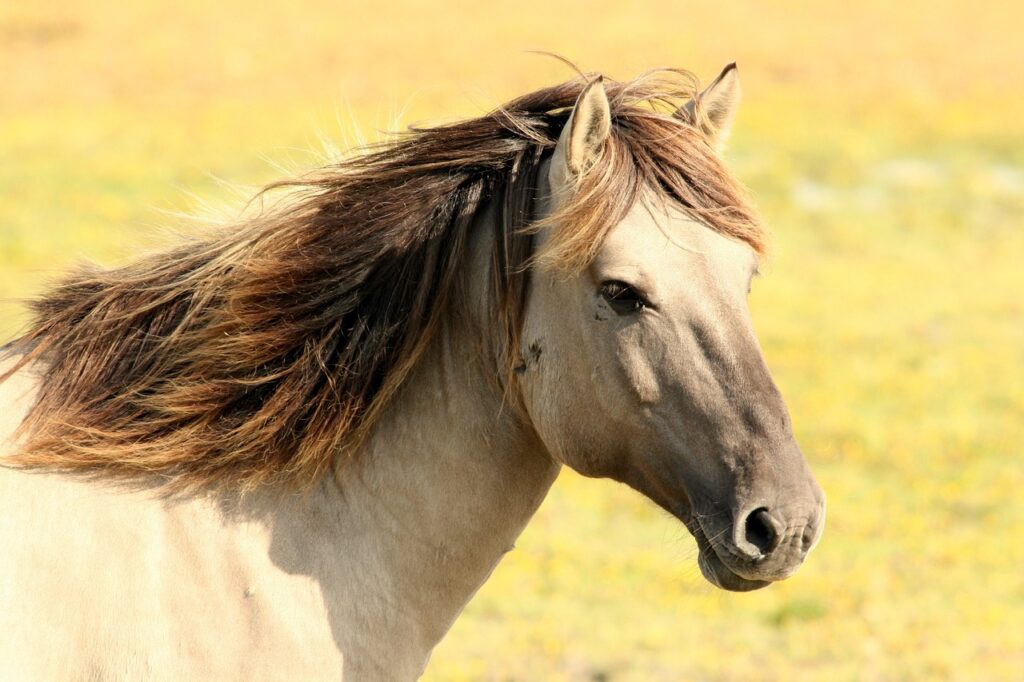 Unadulterated blood horse