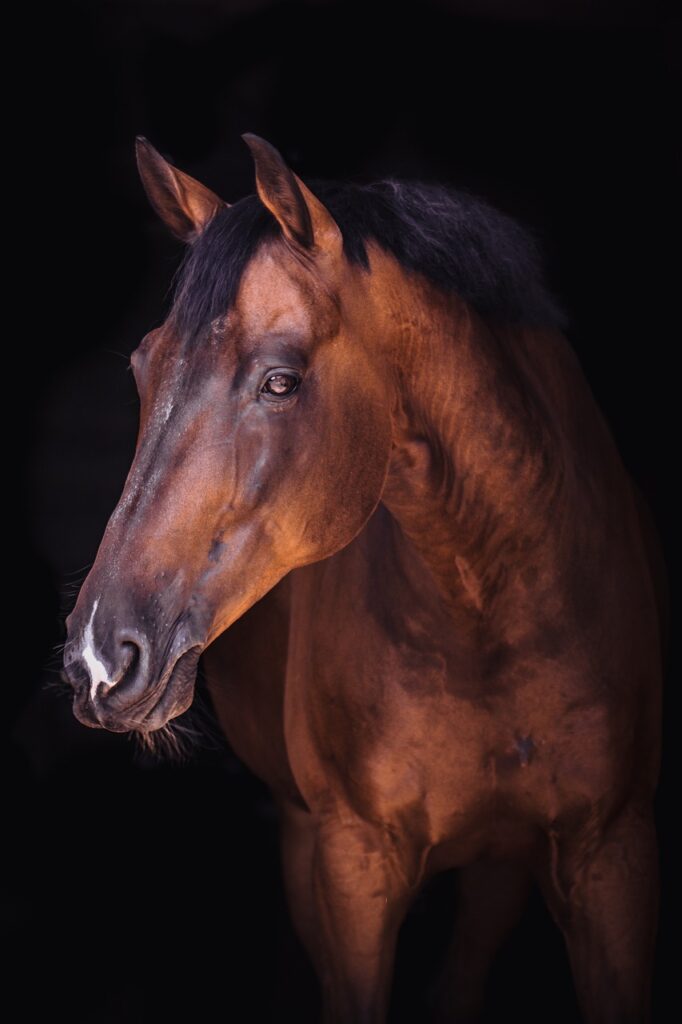 Appaloosa horse