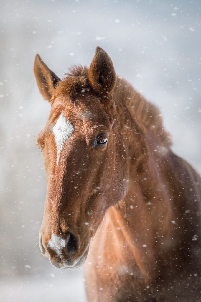 . Shetland Pony horse