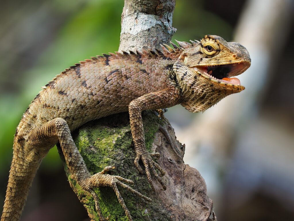 tuatara