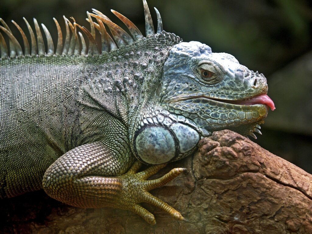 green iguana