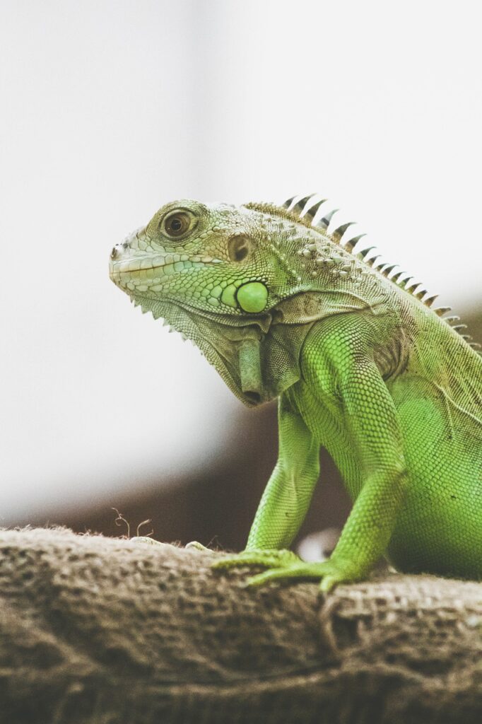 tuatara