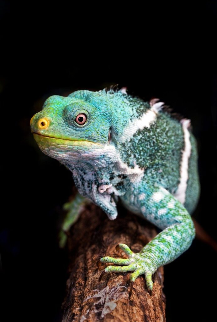 green iguana