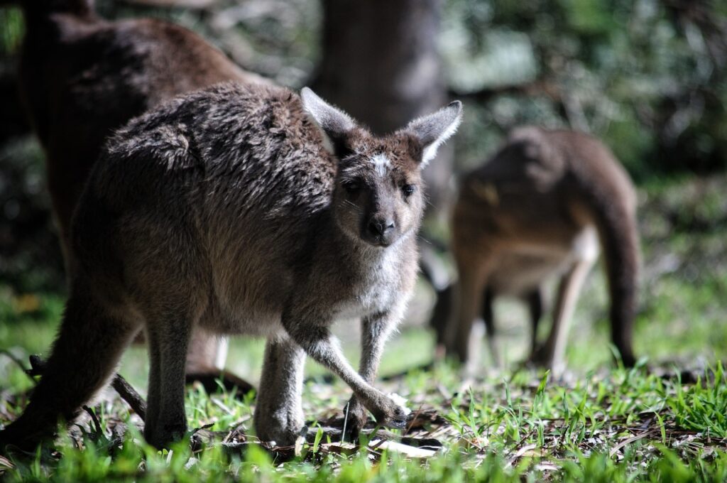 Kangaroos