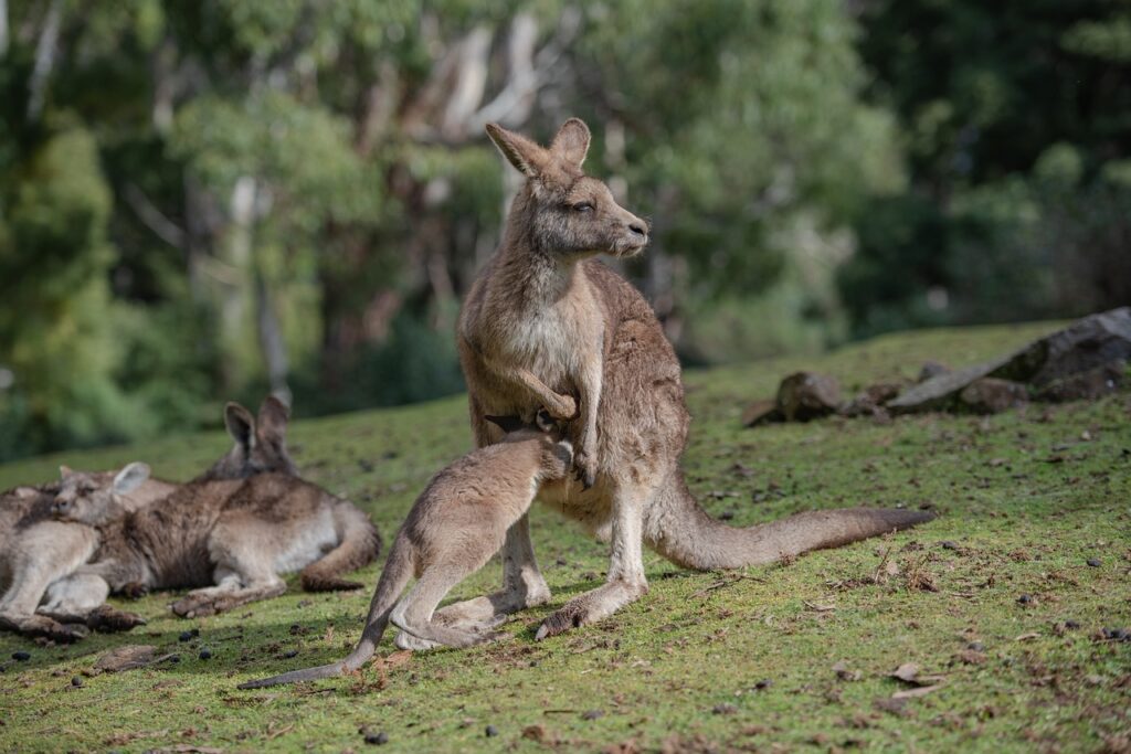 Kangaroos