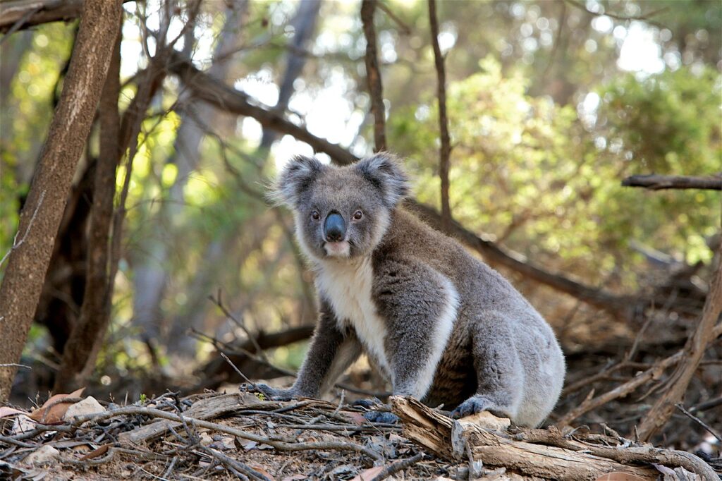 Koalas