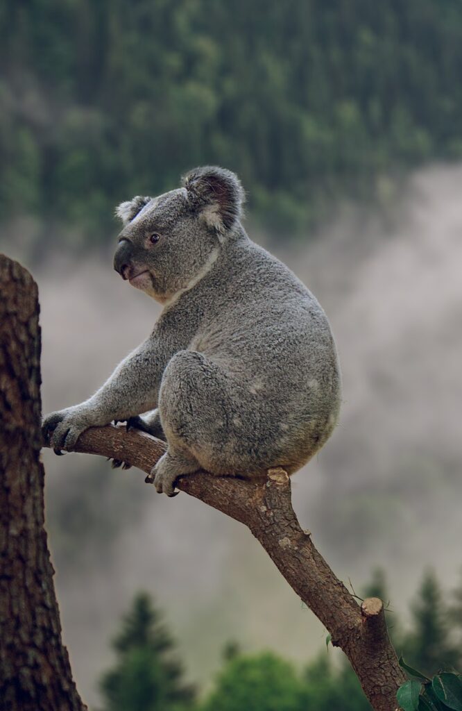 Koalas