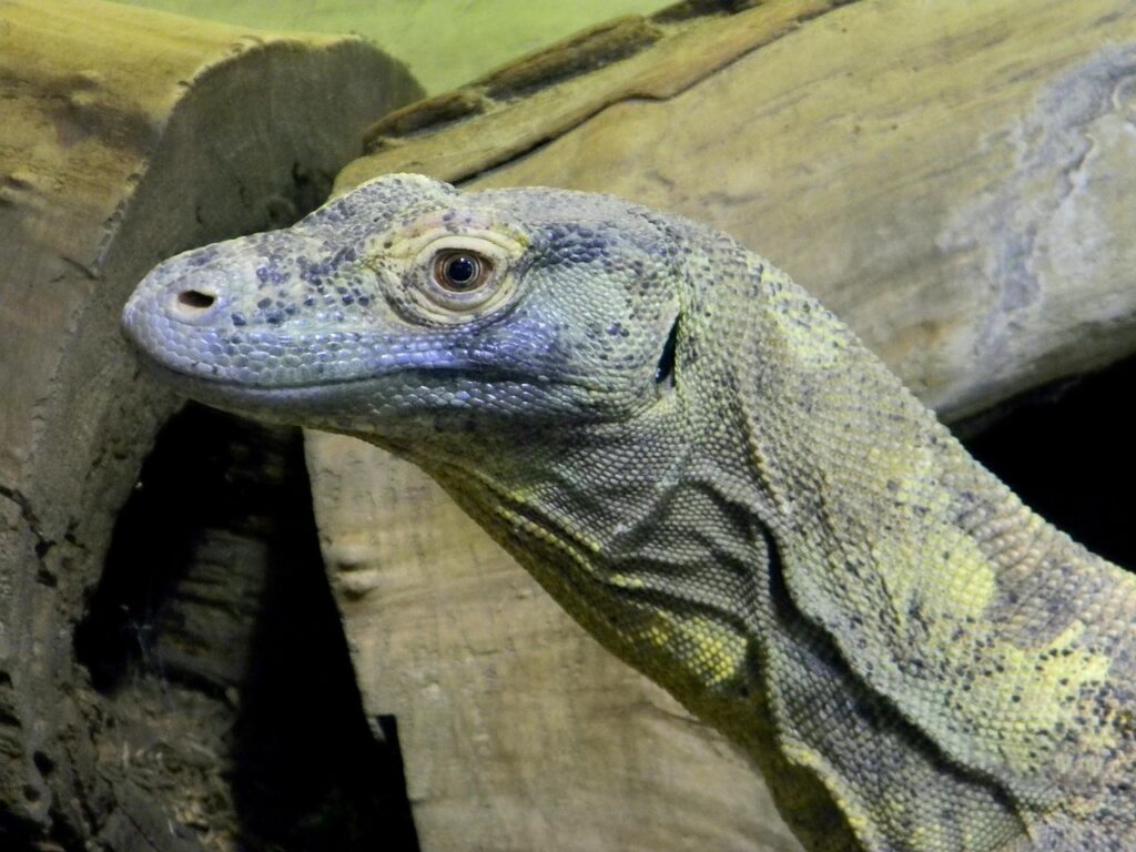 Komodo Dragon