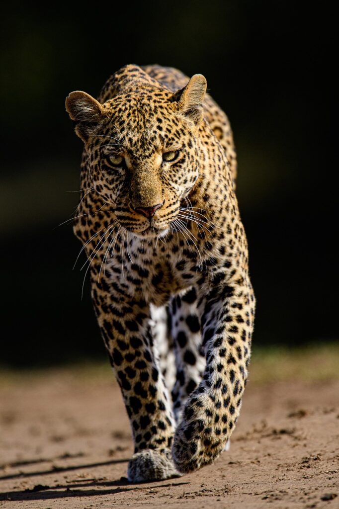 Leopard