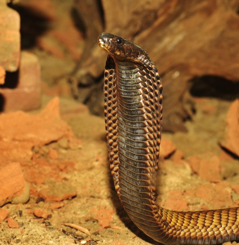 King Cobra