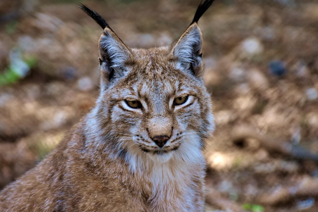 Lynx