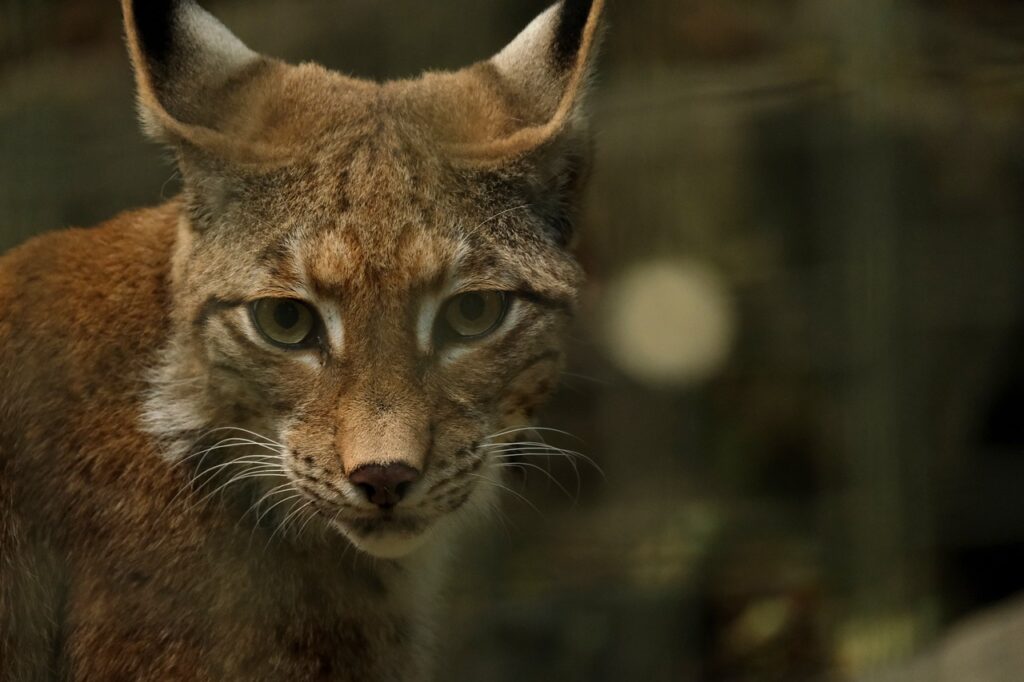 Lynx