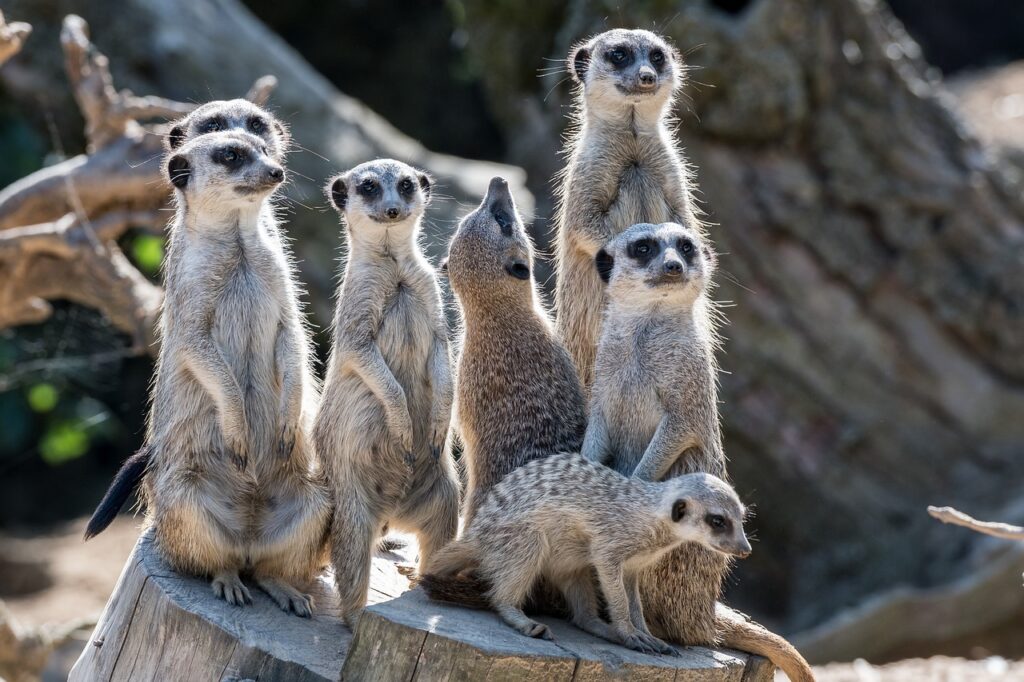 Meerkats