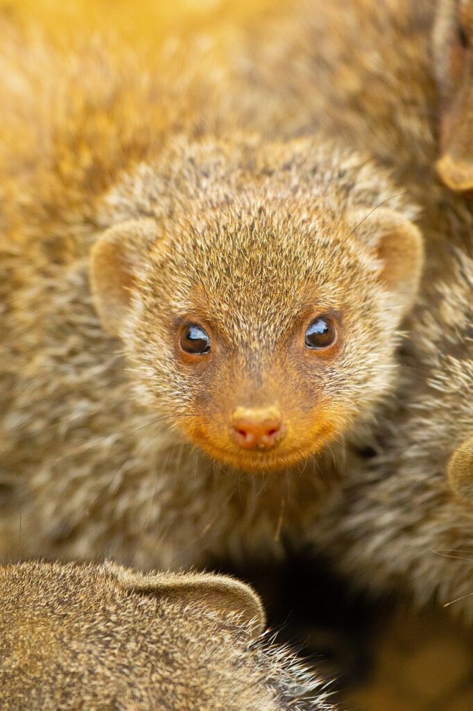 Meerkats