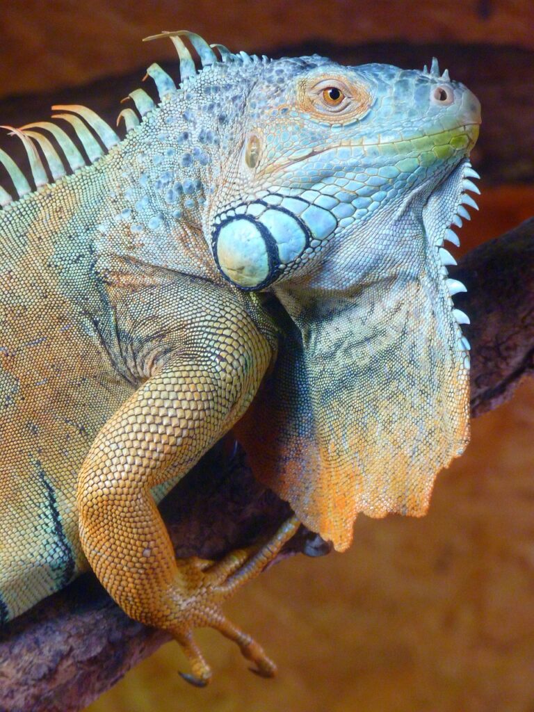 tuatara