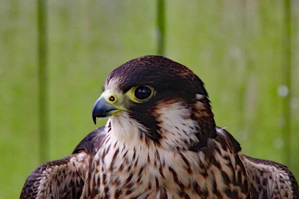 Peregrine Falcon 