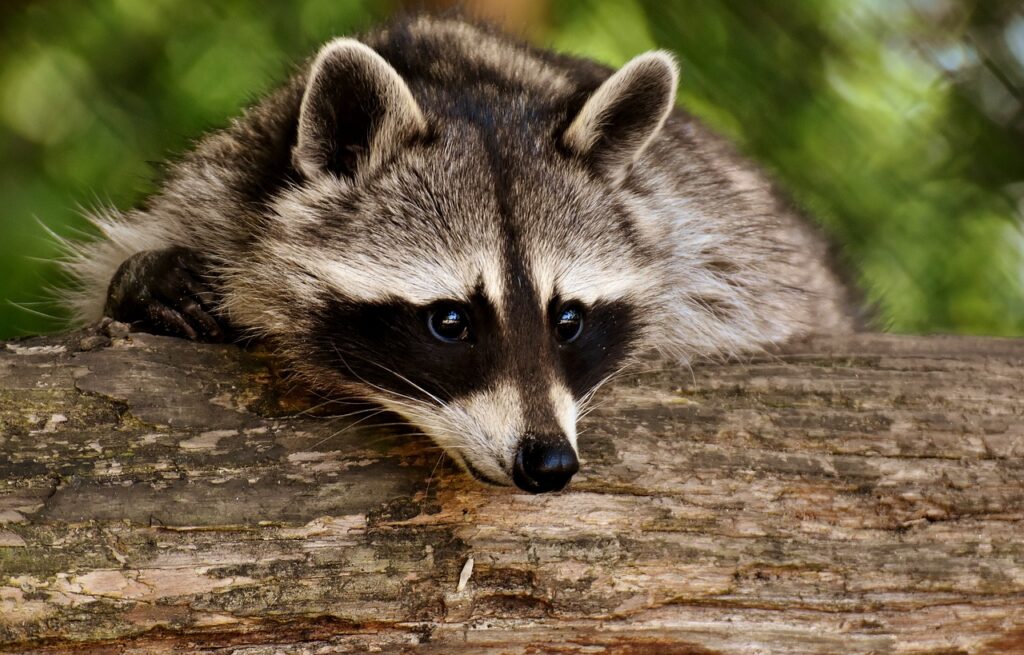 Raccoons