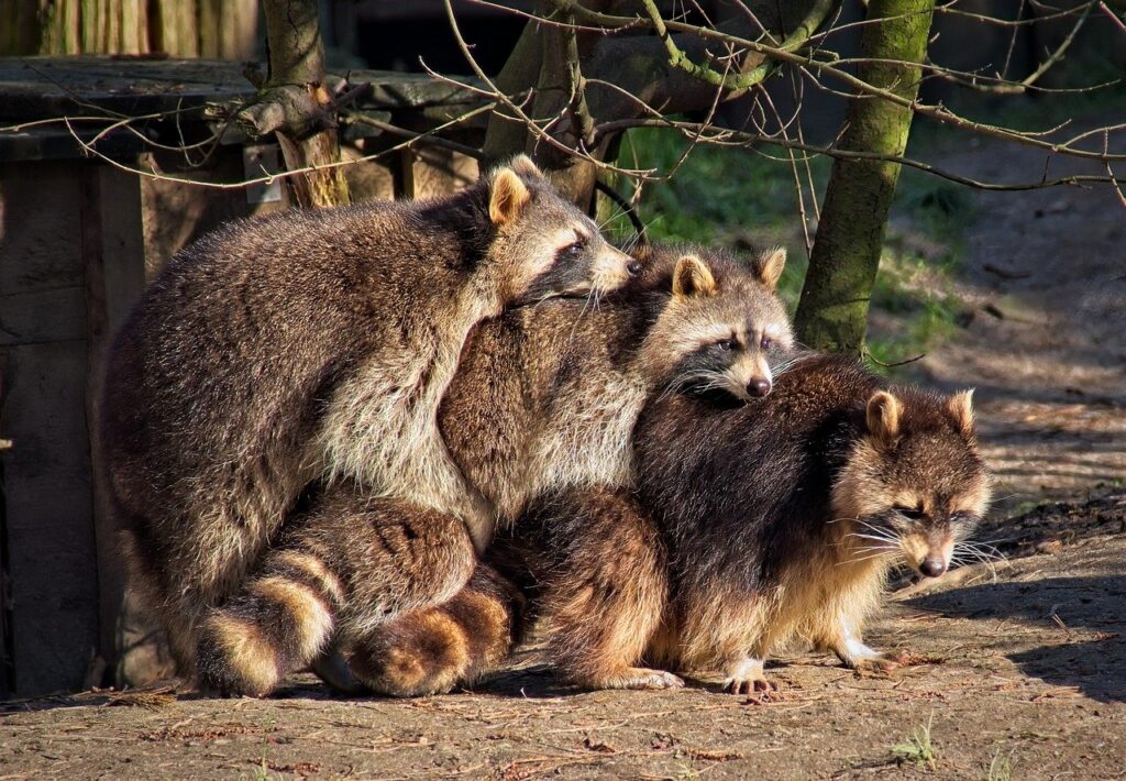 Raccoons