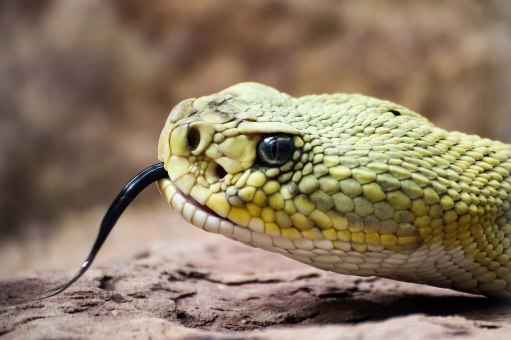 Rattlesnake