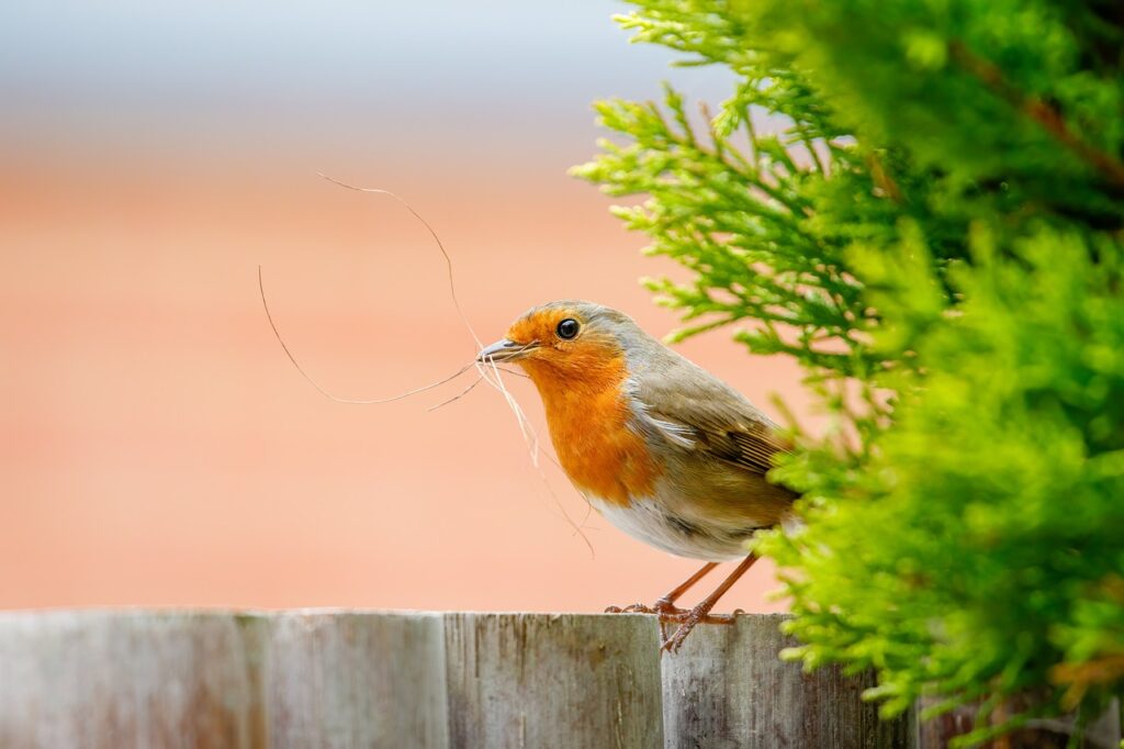 American Robins