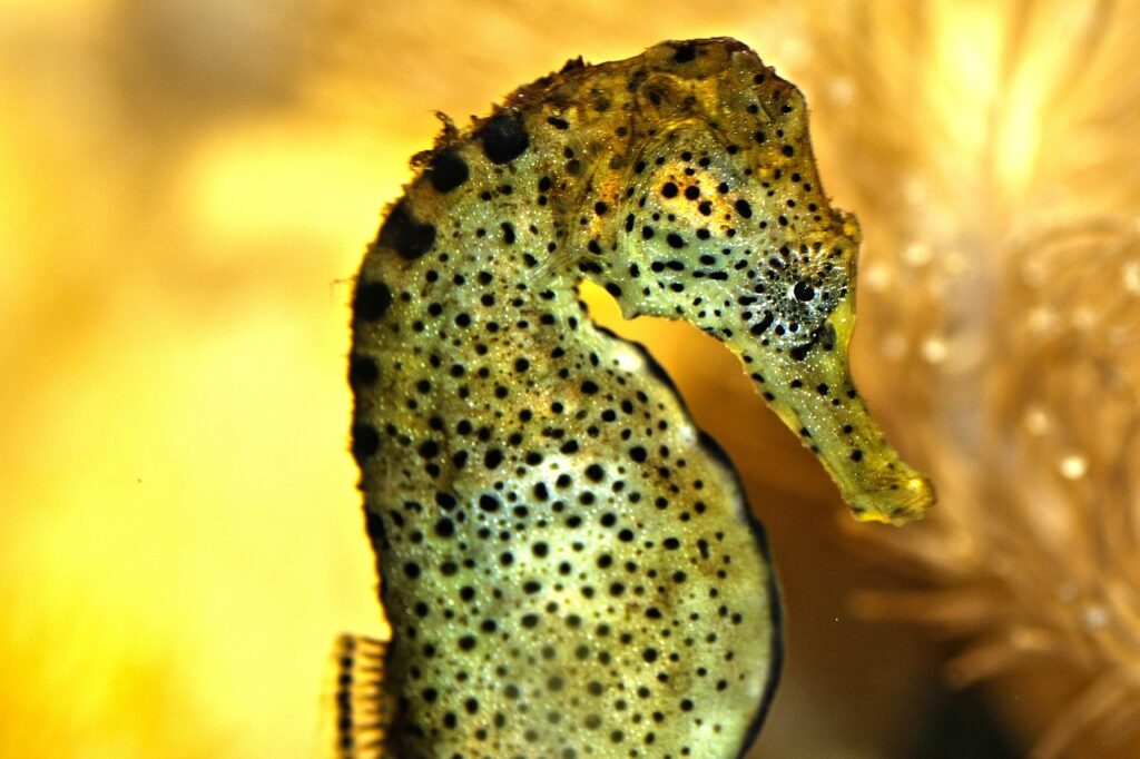 Seahorse