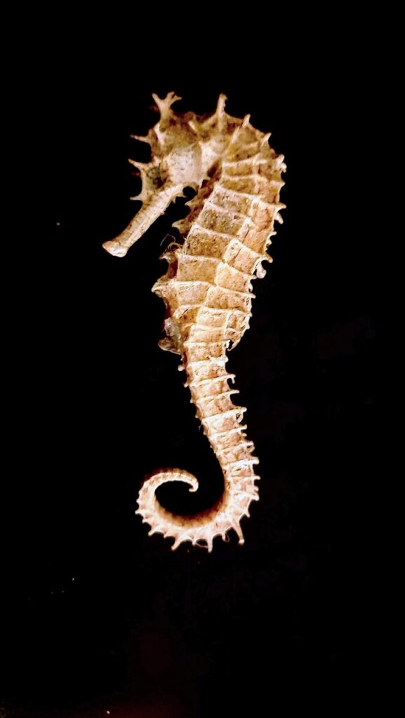 Seahorse