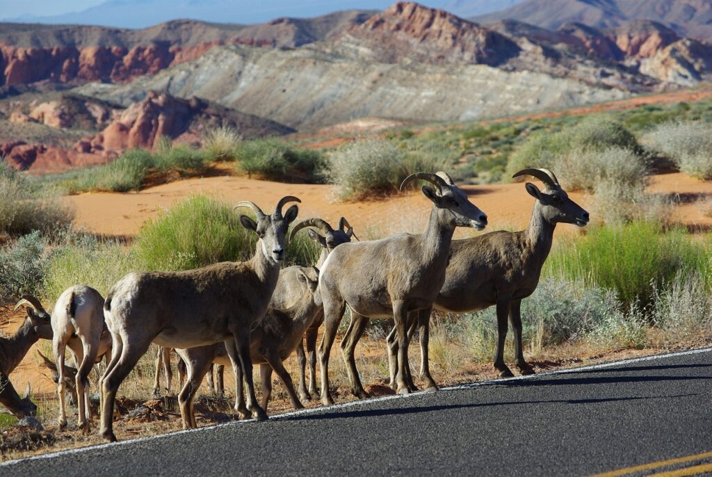 Bighorn Sheep