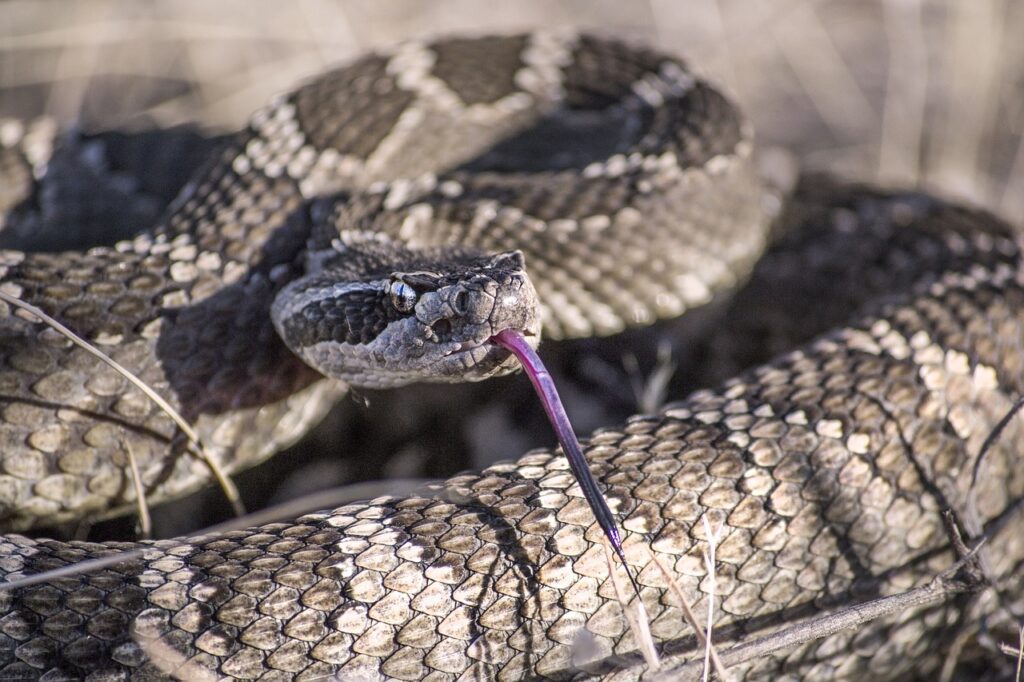 Rattlesnake