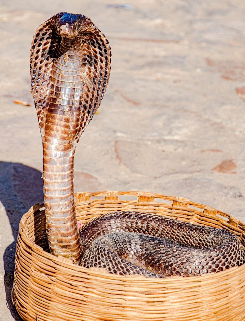 King Cobra