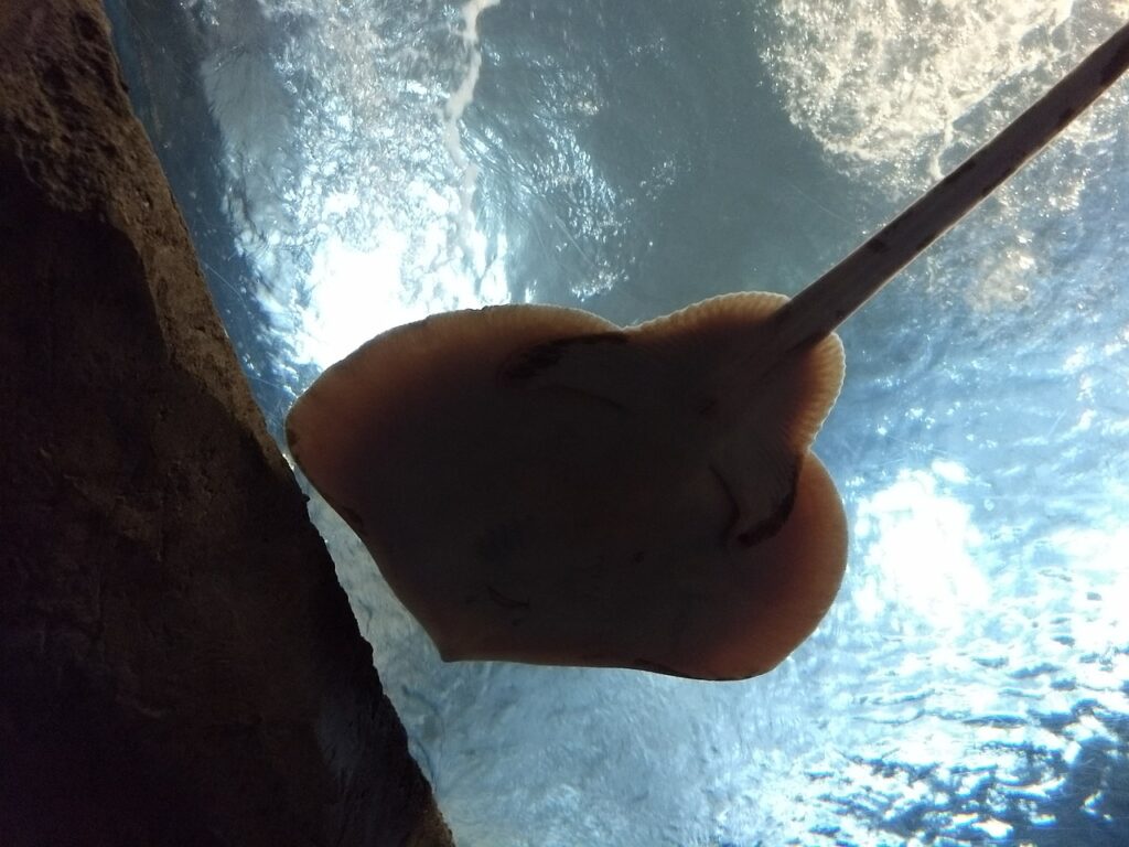 Stingrays