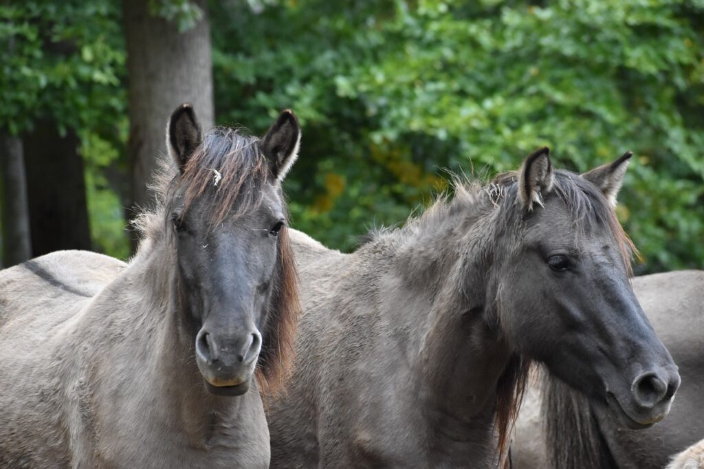 Center Eastern horse