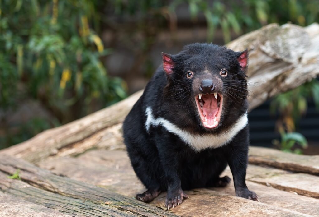 Tasmanian Abhorrent soul