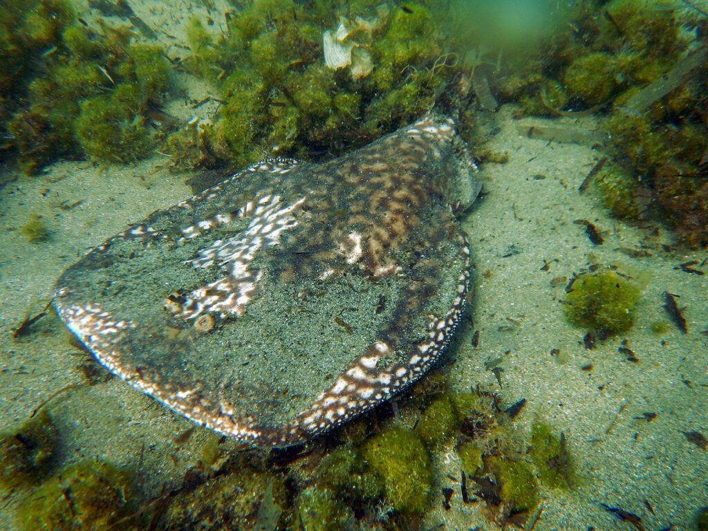 Stingrays