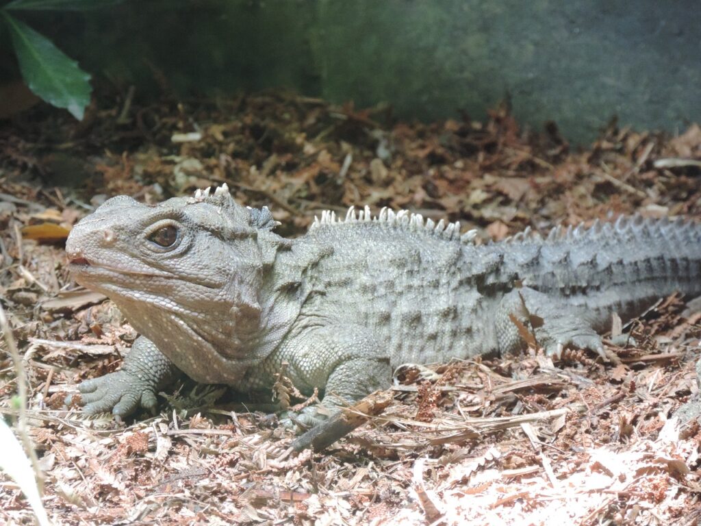 tuatara