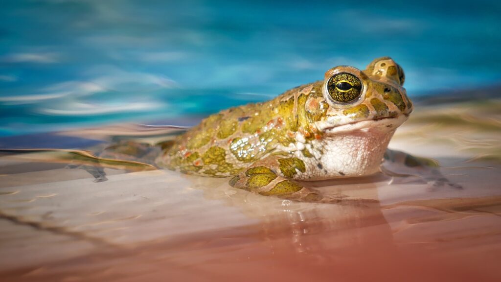 Spring Peepers