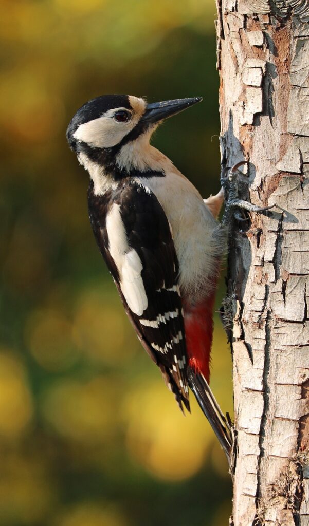 Woodpeckers