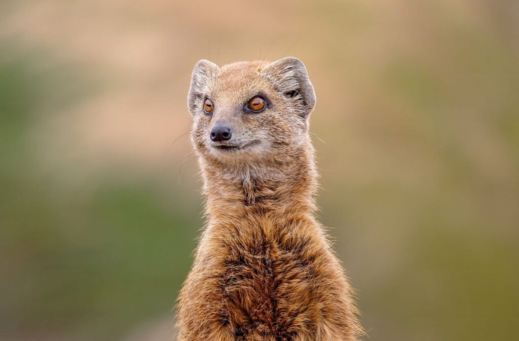 Meerkats